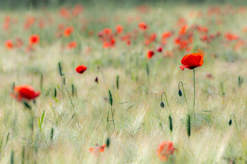 Naklejka premium Red poppies in a cereal field at sunrise