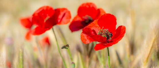 Naklejka premium Honey bee with legs full of green pollen flying towards red poppies between cereal spikes