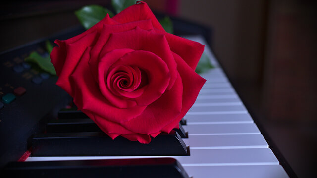 Rosa recién cortada sobre el teclado de un piano