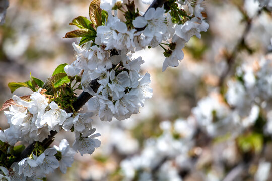 Cerezos en flor del Valle del Jerte