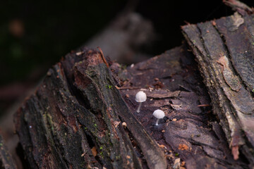 Mycena adscendens - Frosty bonnet.  Tiny Saprophyte fungus growing on decaying wood