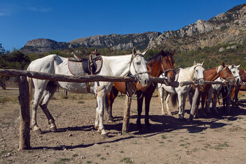 number of horses are tied up in the mountains ride tourists in the Crimea in the summer