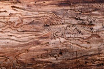 Beautiful patterns in wood, made by woodboring beetles.