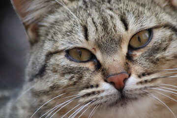 beautiful face of a cat