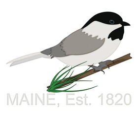 Chickadee Perched on Pine Tree Branch Celebrating State of Maine Anniversary 1820 with Clipping Path