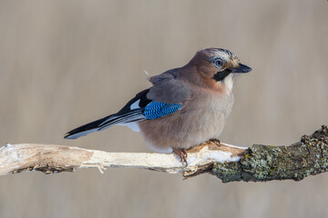 Jay in February