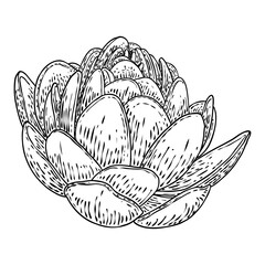 Lotus flower. Floral botanical water lily flower. Isolated blooming pond wildflower. Lotus flower for spiritual body and mind designs, spa, meditation, religion, yoga. Vector.