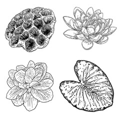 Lotus flowers. Floral botanical water lily flowers set. Isolated blooming pond wildflowers. Collection of lotus flowers for spiritual body and mind designs, spa, meditation, religion, yoga. Vector.