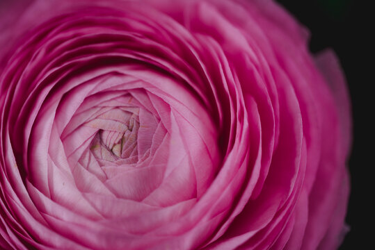 Close-up of pink ranunculus blooming outdoors