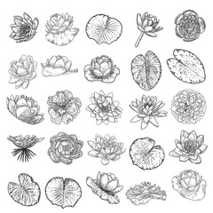Set of lotus drawings. Various view of water lily blooming heads and leafs. Flowers buds in hand drawn floral style. Wild pond lotus floral design elements for spiritual body and mind visuals. Vector.