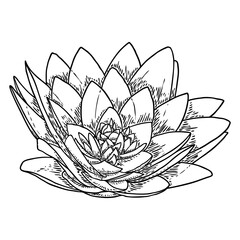 Lotus bud, line art stylized. Lotus flower bloom. Black white, hand drawn isolated water pond lily floral. Body and mind design element. Vector.