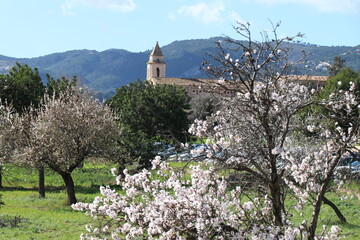 Almendros en flor en los alrededores del Monasterio de La Real. Palma (Mallorca).
