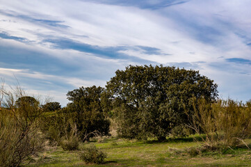 El Beato, Olías del Rey, Toledo, Castilla la Mancha, España