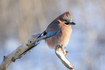 Jay in February
