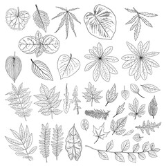 Leaf collection, foliage set. Domestic spring leaves, botanical illustration of hand drawing elements made of real live forest and home plants. Vector.