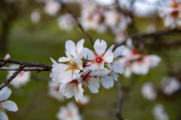 Nos vamos despidiendo del invierno. El Beato, Toledo, Castilla la Mancha, España