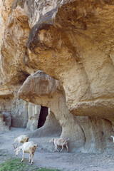 group of goats graze in the mountains near the rocks in the Crimea