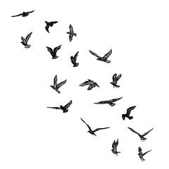 Fototapeta na wymiar Set of seagulls birds, nautical sailor tattoo sketch. Black stroke of flying sea gull silhouettes on white background. Marine set. Drawings of different shapes of water birds in the flock. Vector.