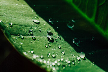 clear dewdrops on the taro leaves. Scientific name Colocasia esculenta. macro