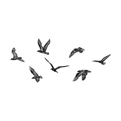 Set of birds flock, flying seagulls, hand drawn textured sketch of sea marine birds. Concept for sail or sailor lifestyle. Vector.