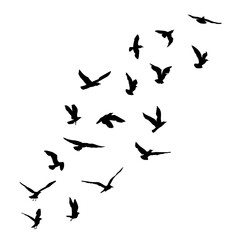 Obraz na płótnie Canvas Silhouette set of flying seagulls birds on white background. Inspirational body flash tattoo ink of sea birds. Vector.
