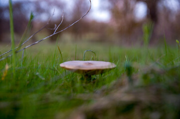 Hongos en primavera