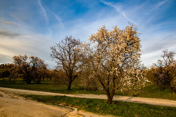 Nos vamos despidiendo del invierno. El Beato, Toledo, Castilla la Mancha, España