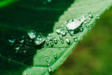 clear dewdrops on the taro leaves. Scientific name Colocasia esculenta. macro