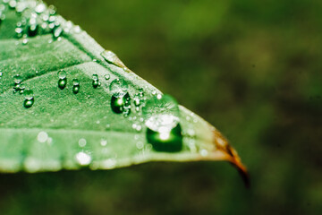 clear dewdrops on the taro leaves. Scientific name Colocasia esculenta. macro