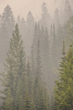 smoke from a nearby forest fire surrounds evergreen trees in forest.