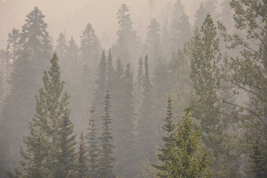 Dense smoke from forest fire covers forest.
