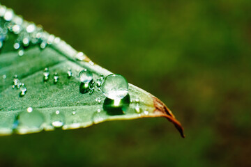 clear dewdrops on the taro leaves. Scientific name Colocasia esculenta. macro