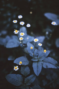 Closeup on white chamomile flower on black background.