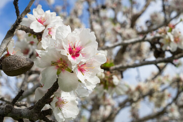 beautiful white flowers almond tree in bloom mediterranean agriculture in spring