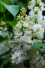 Blooming white lilac flowers in green leaves