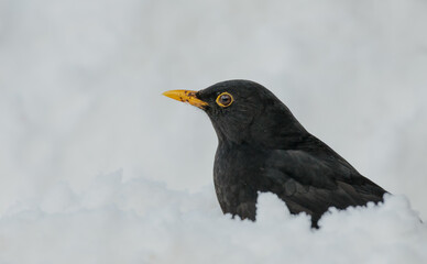 Blackbird  sits in the snow
