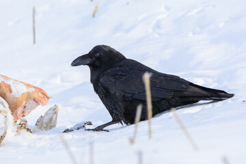 Raven and meat