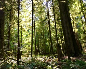 forest in the morning