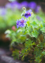 flowers in the garden