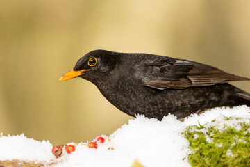Blackbird in Winter with snow and red berries. Scientific name: Turdus merula. Close up of a hungry male blackbird, facing left and foraging for food. Clean  background. Horizontal.  Space for copy.