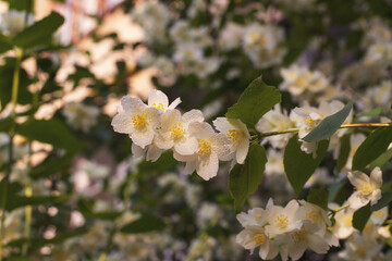 Floral background with white flowers jasmine bush