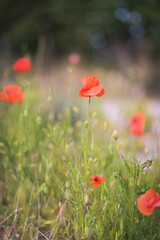 poppies in the field