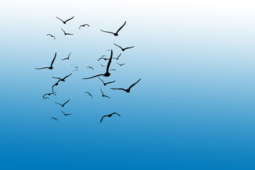 Illustration with birds, blue and white background.