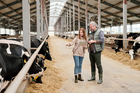 Young pretty female worker of contemporary animal farm pointing at milk cow