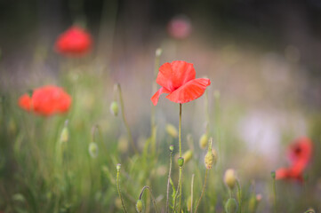 red poppy flowers