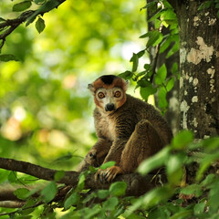 Carré Lémurien lémur couronné dans un arbre