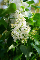 Blooming white lilac flowers drowning in green leaves