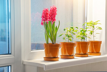 Pink purple hyacinths and indoor decorative peppers on the windowsill in the apartment illuminated by the sunshine from the balcony.