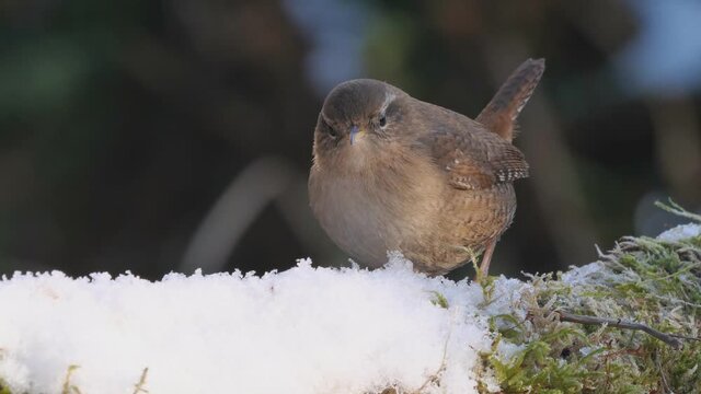 zaunk&ouml;nig im winter sucht nach futter im schnee und frisst w&uuml;rmer, mehrere szenen, 50fps,  troglodytes troglodytes