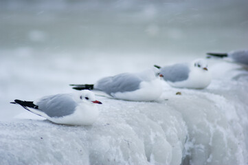 Frozen icy sea and winter beach